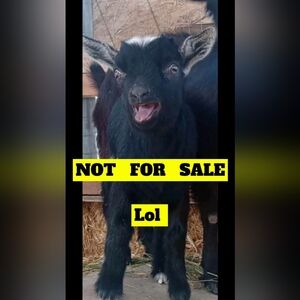 Maurice's size 4 white shorts